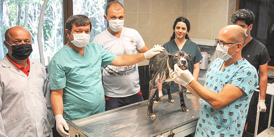 YANAN KÖPEĞİN TEDAVİSİ DEVAM EDİYOR