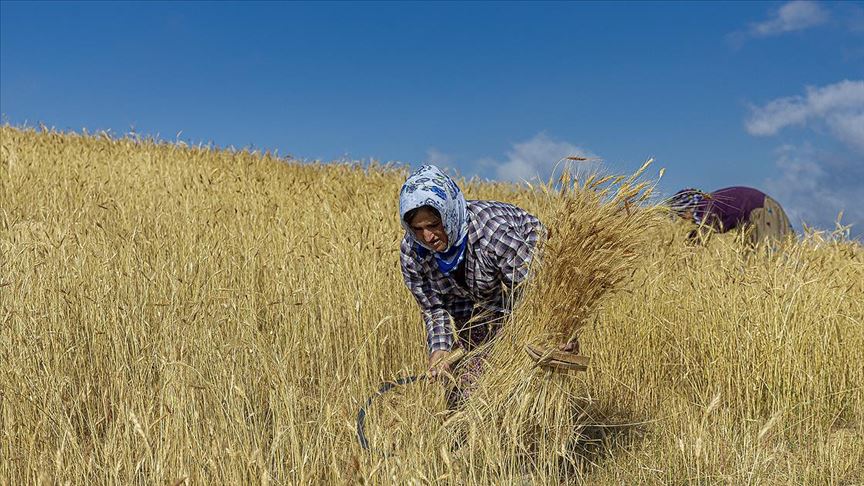 TARLALARDAKİ BUĞDAYI KADINLAR ORAKLA BİÇİYOR