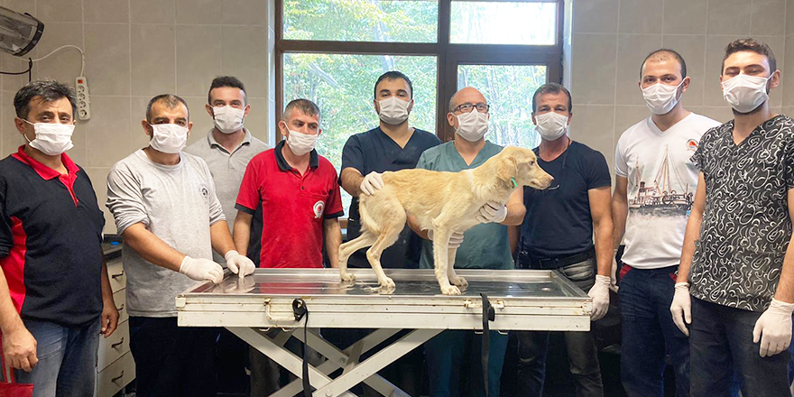 YARALI KÖPEK BİR AYDA TEDAVİ EDİLDİ