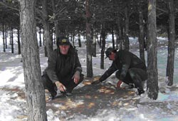 Vezirköprü'de yem takviyesi