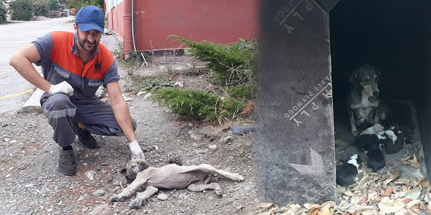HASTA KÖPEK İÇİN HAYAT DESTEĞİ İLKADIM’DAN GELDİ