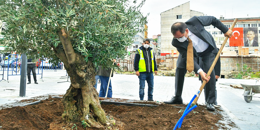SAATHANE MEYDANI ZEYTİN AĞAÇLARI İLE YEŞİLLENİYOR