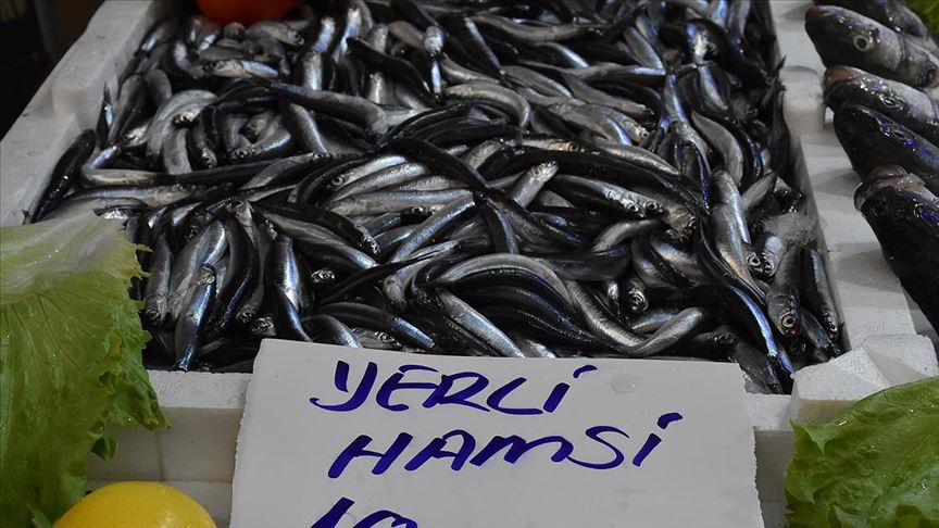 FİYATI DÜŞEN HAMSİYE YOĞUN İLGİ