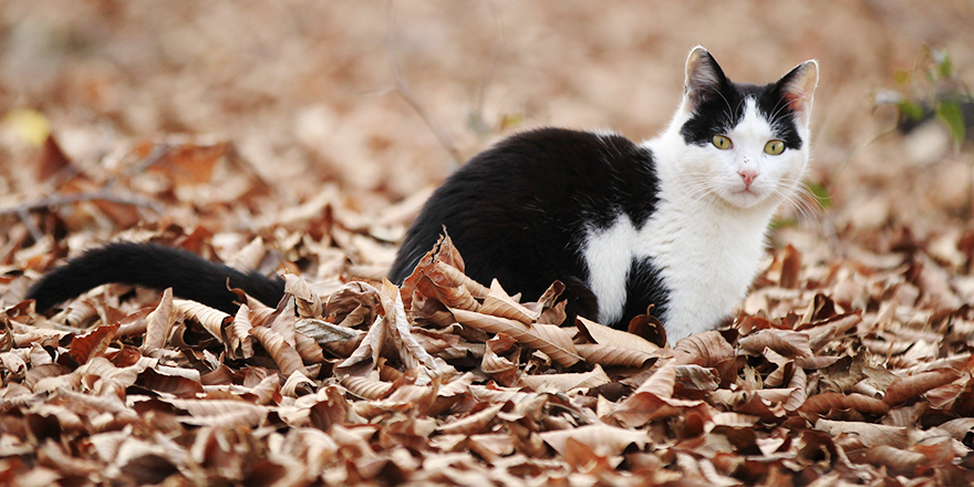 EN MUTLU KEDİLER KEDİ KASABASINDA YAŞIYOR