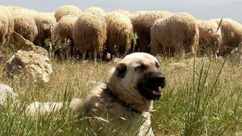 Sivas kangal köpeği