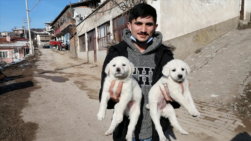 KORUMAYA ALINAN YAVRU KÖPEKLER SAHİPLENİLDİ