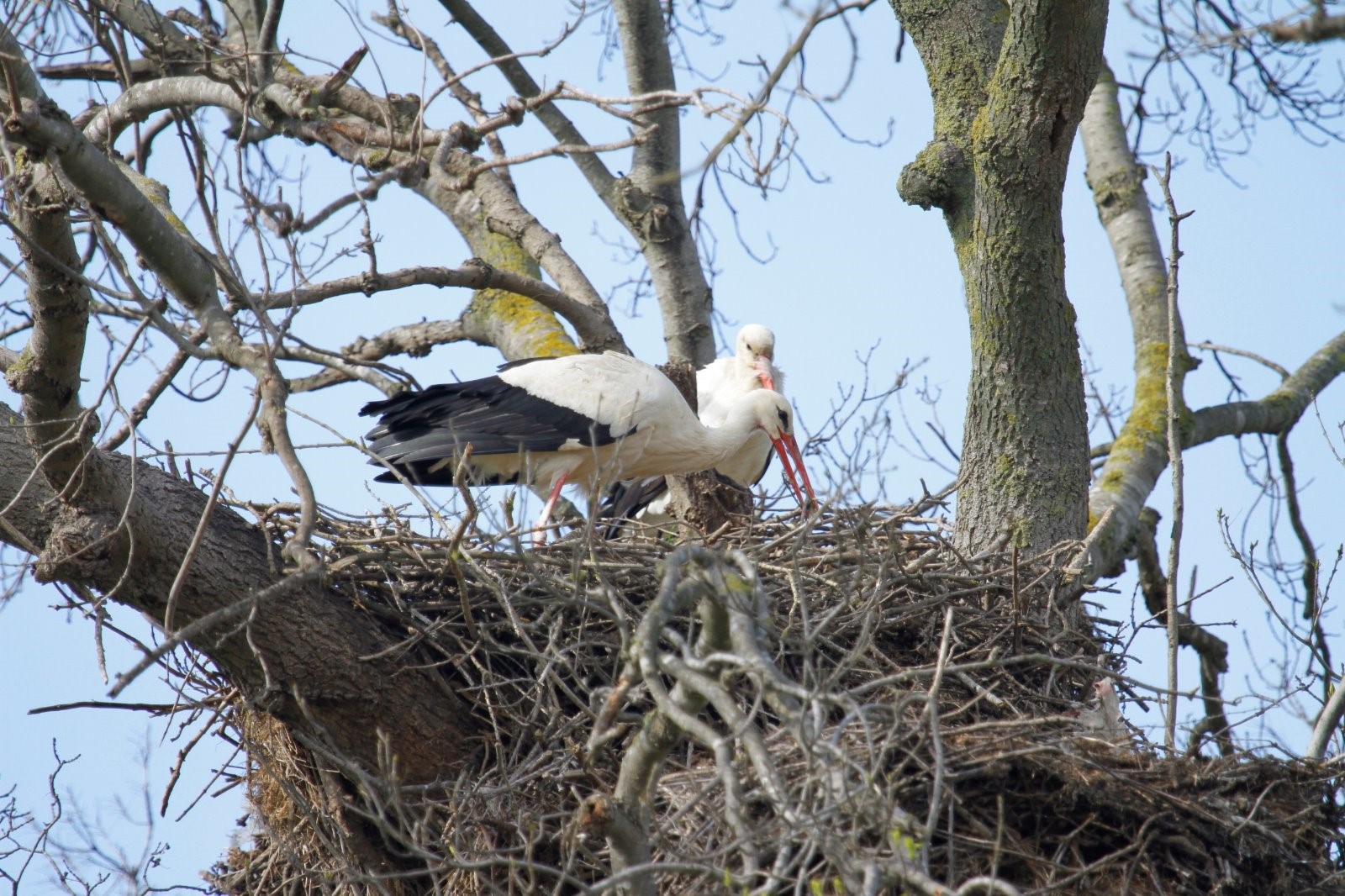 LEYLEKLER  KUŞ CENNETİNDEKİ YUVALARINA DÖNDÜ