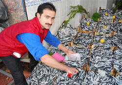 Karadeniz'de Hamsi Bereketi