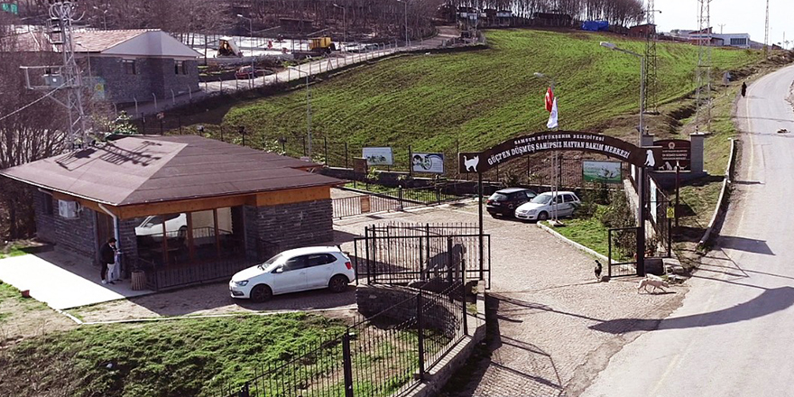 Büyükşehir sokak hayvanlarının yanında