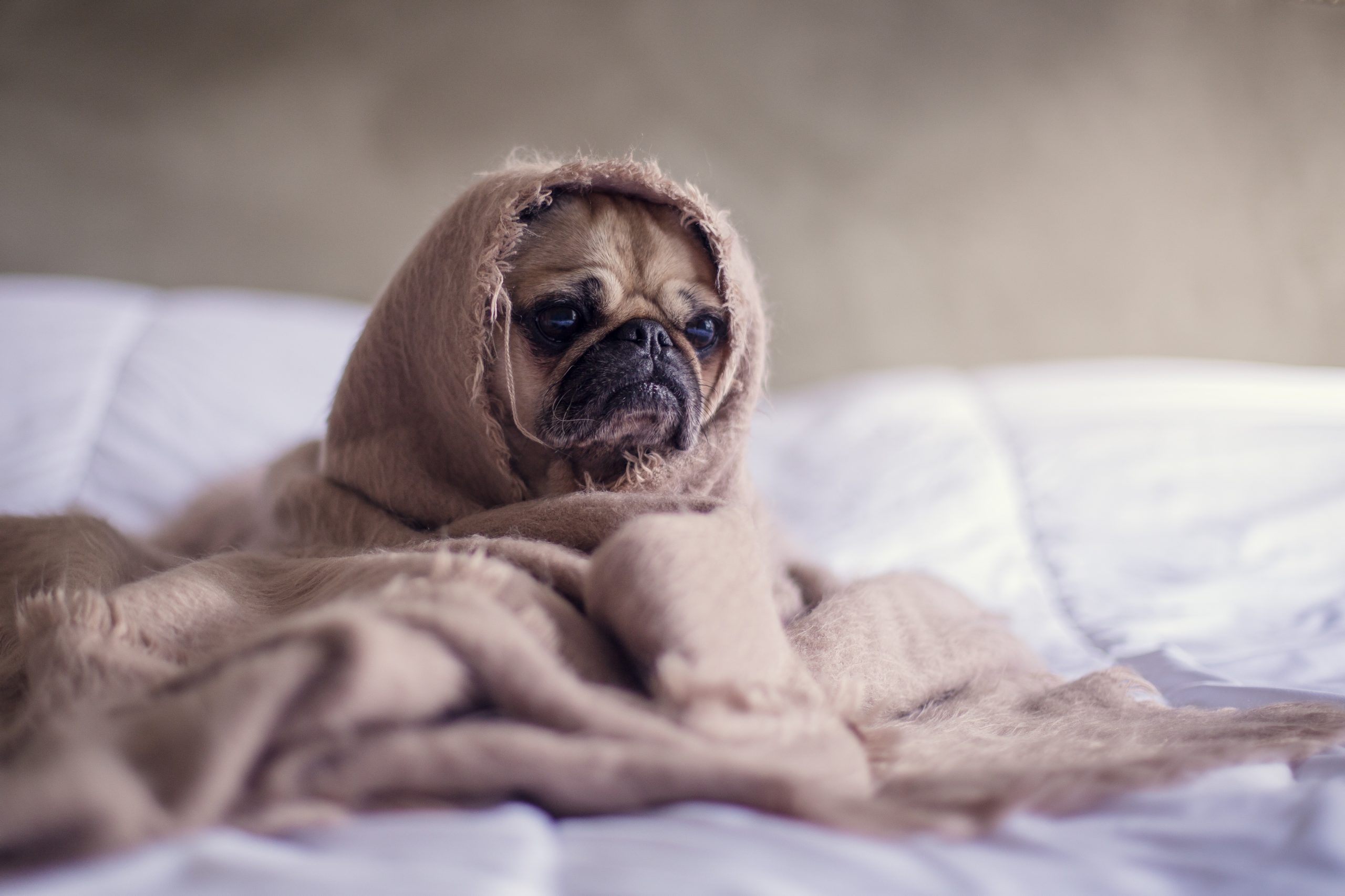 Petiska Kedi ve Köpek İçerik Blogu