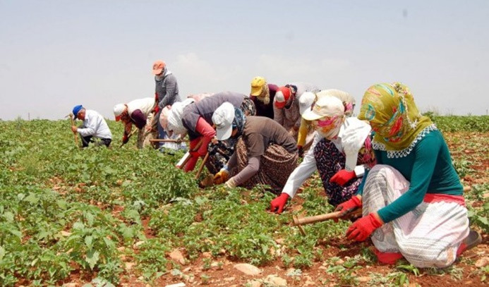 Tarım işçileri kademeli olarak aşılanmaya başlanacak