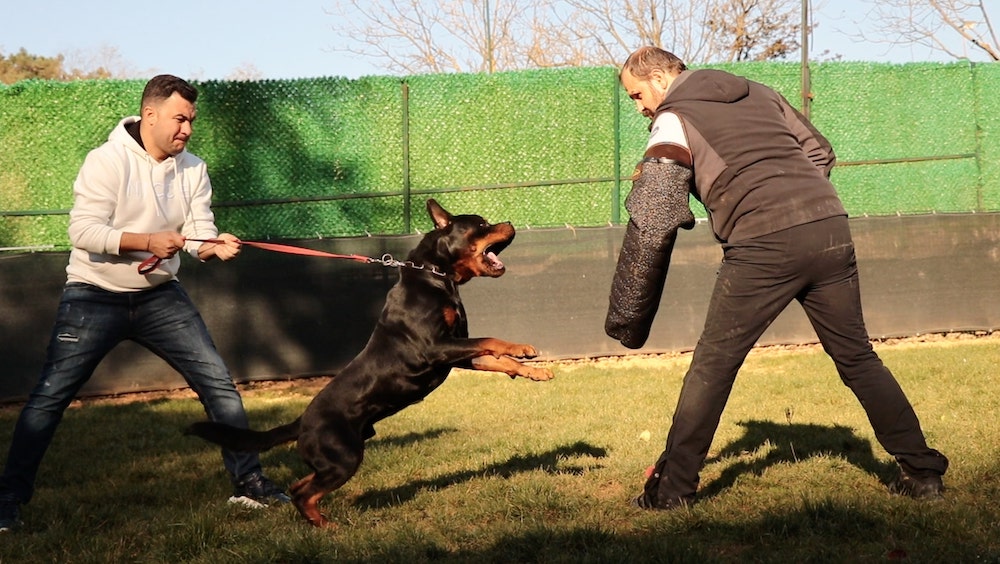 Royal Dog Club‘da şahıs koruma eğitimi verilmektedir