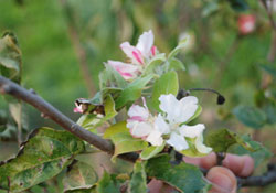 Elma ağaçları mevsimleri şaşırdı