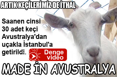Artık keçilerimiz de ithal...