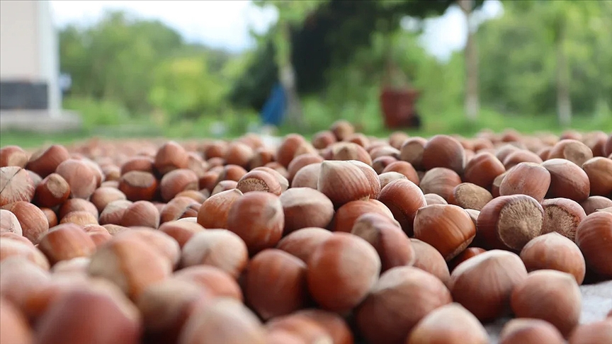 YENİ SEZONDA FINDIK ALIMINA HIZ VERECEK