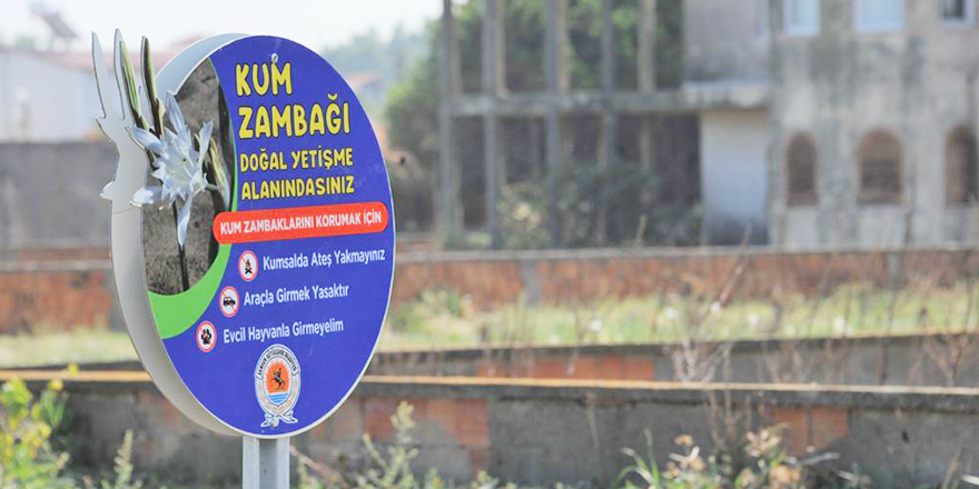 SAMSUN'DA KUM ZAMBAKLARI KORUMA ALTINDA