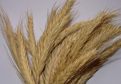 Tritikale dağıtımı başladı