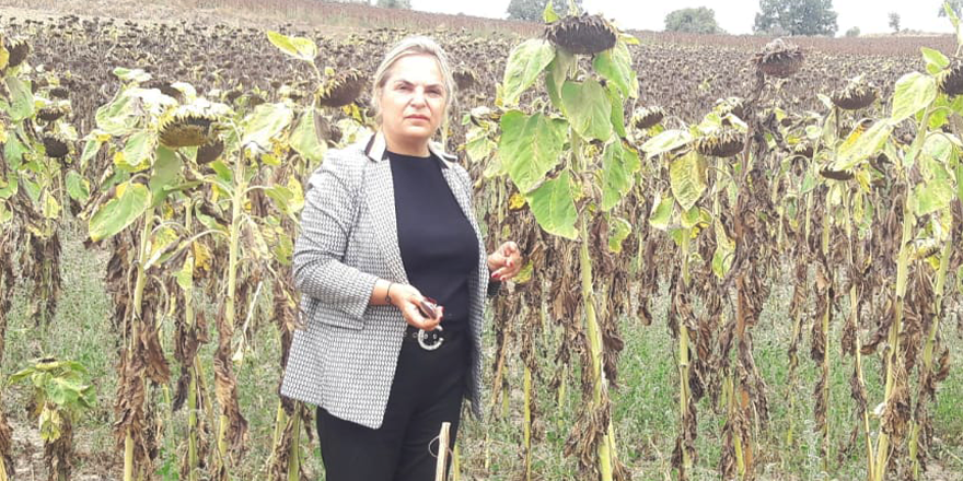 AYÇİÇEĞİNDE FİYAT DERHAL AÇIKLANMALIDIR