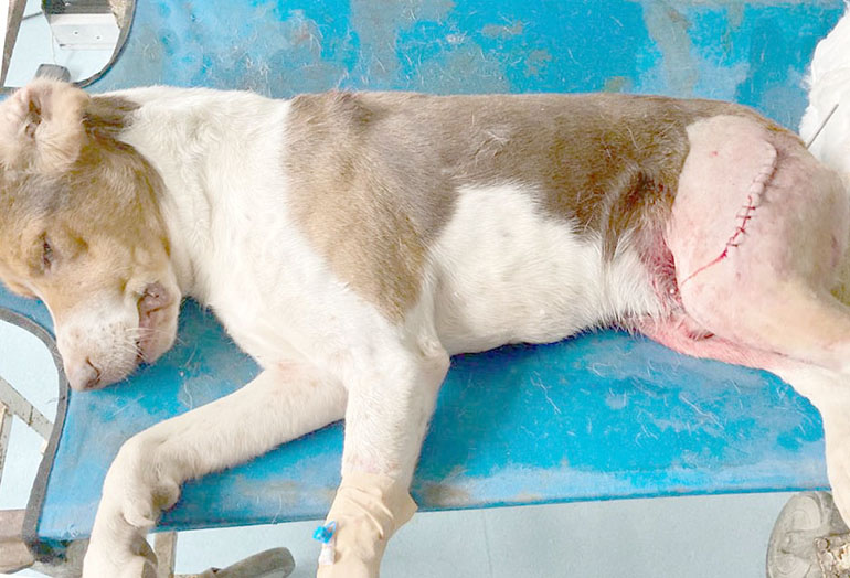 YARALI KÖPEĞE BÜYÜKŞEHİR ŞEFKATİ