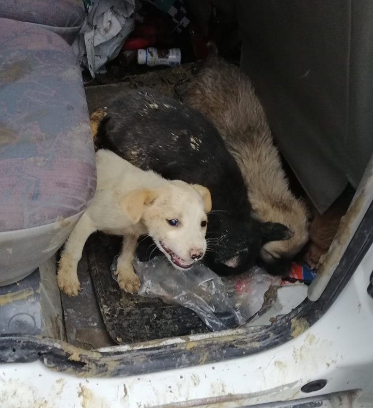 YAVRU KÖPEKLER TAŞLARIN ALTINDAN KURTARILDI