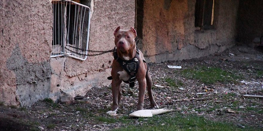 KÖPEĞİNİ BAŞIBOŞ BIRAKANA PARA CEZASI