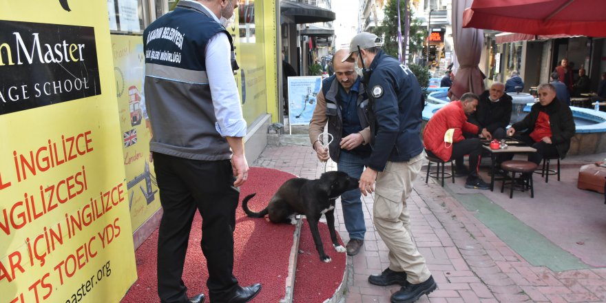 YASAKLI IRK KÖPEK DENETİMİ YAPILDI