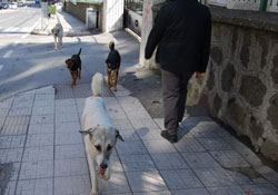 Başıboş köpekler korku saçıyor