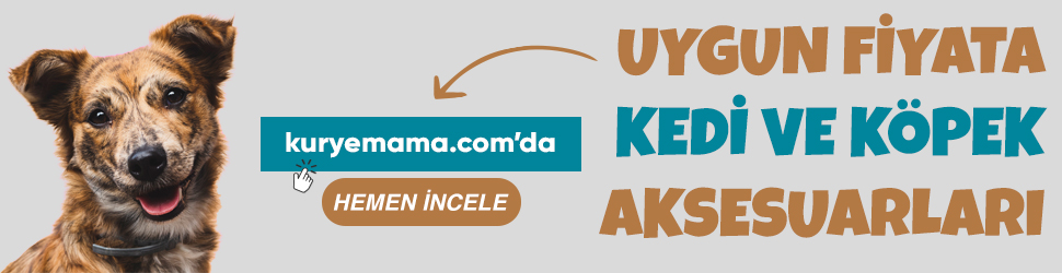 Kuryemama.com Alışveriş Mağazasında Yavru Kedi Eğitim Ürünleri Köpek Künyeleri %50 indirim