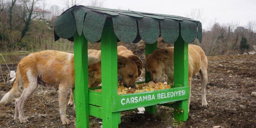 ÇARŞAMBA’DA YEMEK ARTIKLARI SOKAK HAYVANLARINA MAMA OLUYOR 