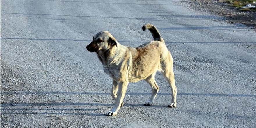 ATAKUM'DA TOPLATILAN SAHİPSİZ SOKAK KÖPEKLERİ BESLENME ODAKLARINA BIRAKILDI
