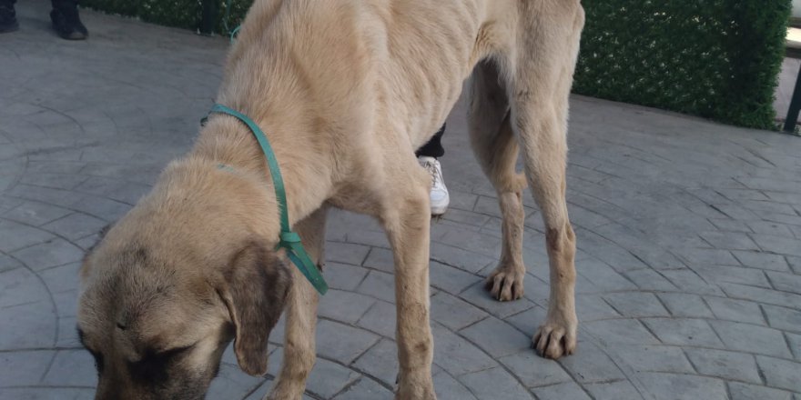 SAMSUN'UN İLKADIM İLÇESİNDE BİTKİN HALDE BULUNAN SOKAK KÖPEĞİ, TEDAVİ ALTINA ALINDI.