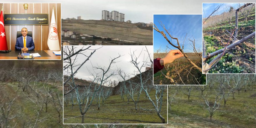 DİKKAT: BORDO BULAMACI UYGULAMA ZAMANINI KAÇIRMAYALIM!