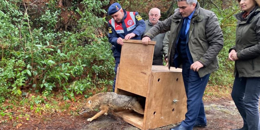 SAMSUN'DA YARALI BULUNAN ÇAKAL TEDAVİSİNİN ARDINDAN DOĞAYA SALINDI