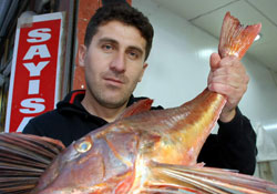 5 kilo kırlangıç balığı