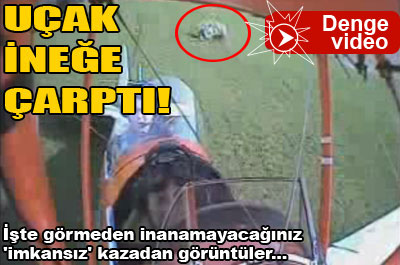 Uçak ineğe çarptı!...