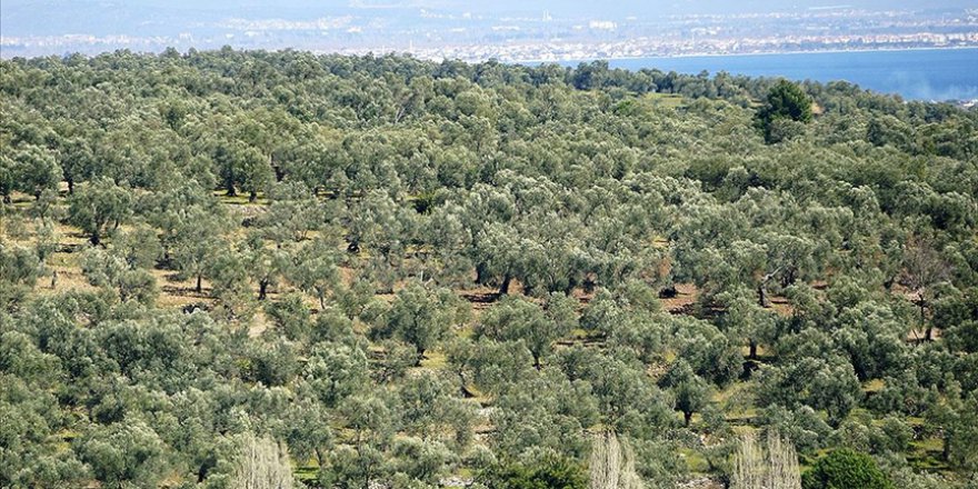 ZEYTİNDE SON AYLARDA GERÇEKLEŞEN YETERLİ 'SOĞUKLAMA' VERİMİ ARTIRACAK