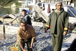 Hamsi bolluğu sürüyor