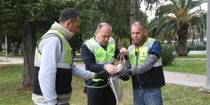 TARİHİ AĞAÇLARIN ÖMRÜNE ÖMÜR KATIYORLAR