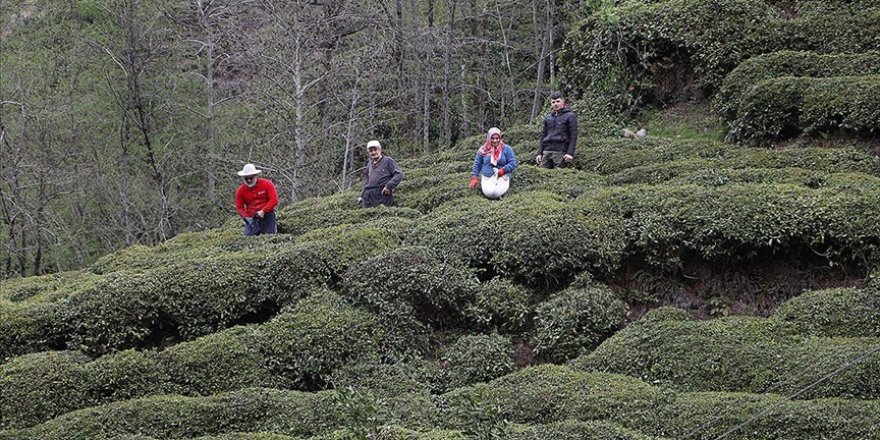 DOĞU KARADENİZ'DE 204 BİN ÜRETİCİ YAŞ ÇAY SEZONUNA HAZIRLANIYOR