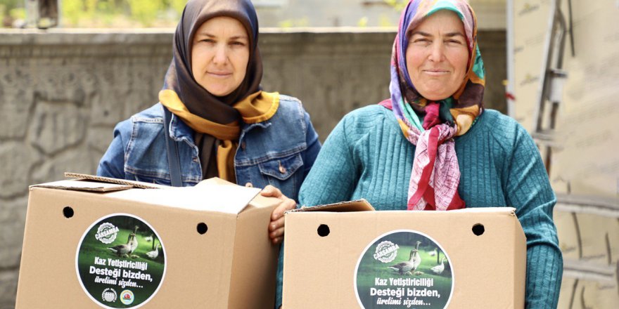 ÇARŞAMBA BELEDİYESİ İLK KAZLARI SAHİBİNE TESLİM ETTİ