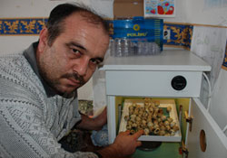 Evinde bıldırcın yetiştiriyor