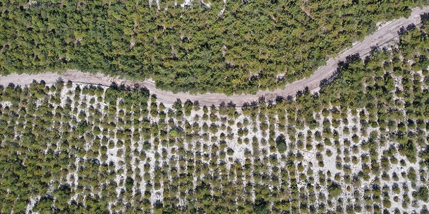 SOMA'DAKİ ESKİ MADEN SAHALARI AĞAÇLANDIRILIYOR