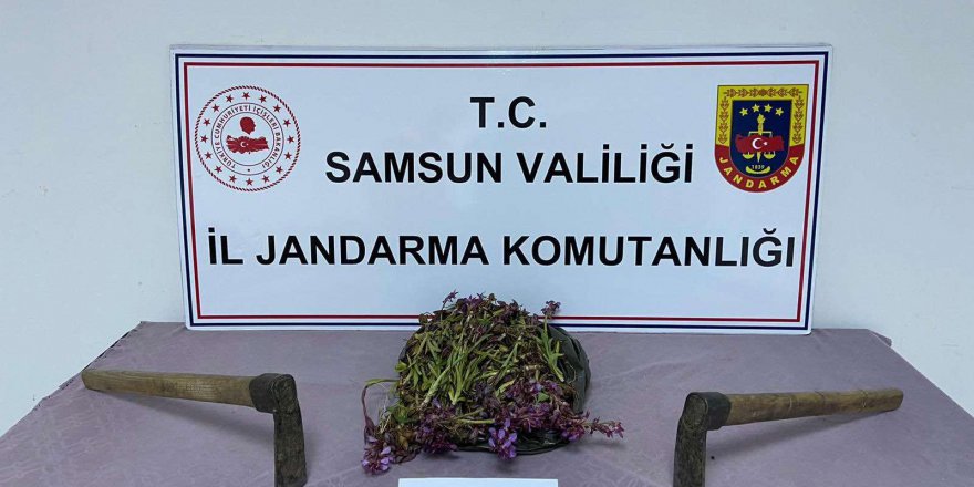 SAMSUN'DA İZİNSİZ SALEP TOPLAYAN 2 KİŞİYE PARA CEZASI