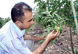 Fidan üreticileri dikkat