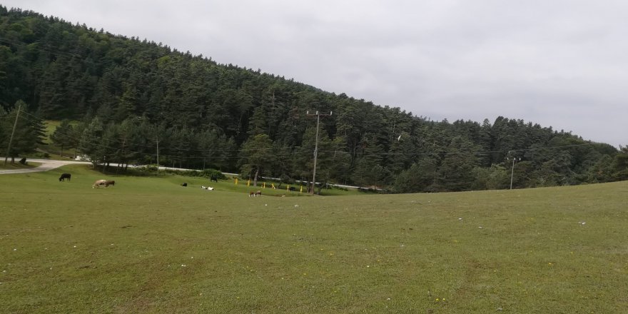 SAMSUN'DA BİR KİŞİ MERADA ÖLÜ BULUNDU