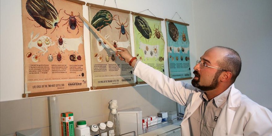 KIRIM KONGO KANAMALI ATEŞİ'NE YOL AÇAN KENE HAKKINDA DOĞRU BİLİNEN YANLIŞLAR