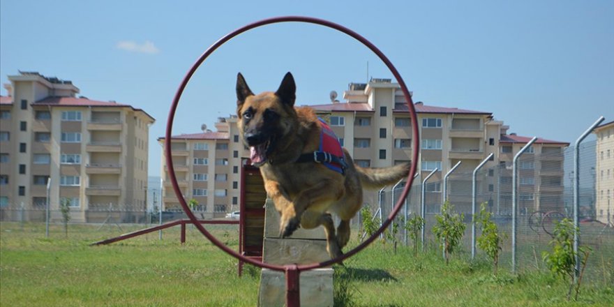 'DEDEKTÖR KÖPEKLER' JANDARMAYA OPERASYONLARDA GÜÇ KATIYOR