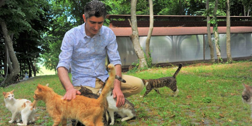 KASABALI KEDİLERE BÜYÜKŞEHİRDEN OBA KONFORU