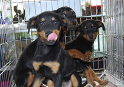 Hayvanseverlere eğitim verilecek