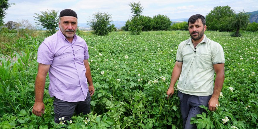 PATATES ÜRETİCİLERİ MEMNUN